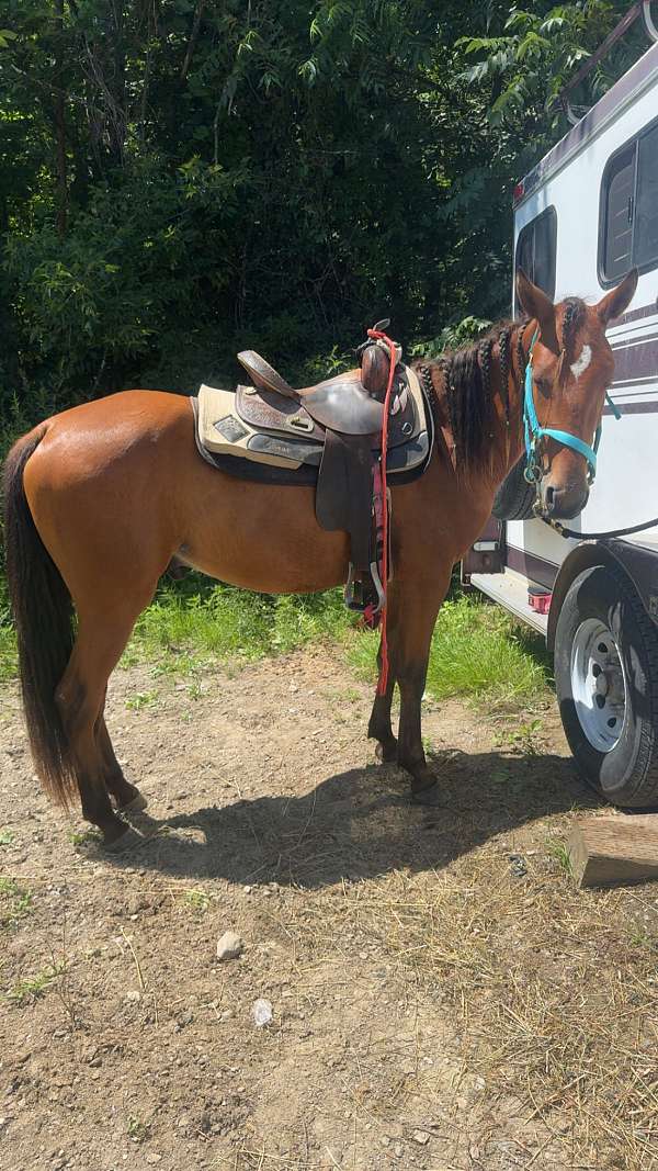 star-faint-snip-horse