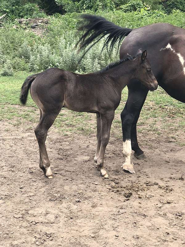 black-socks-horse