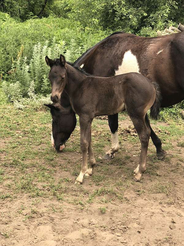 black-paint-filly