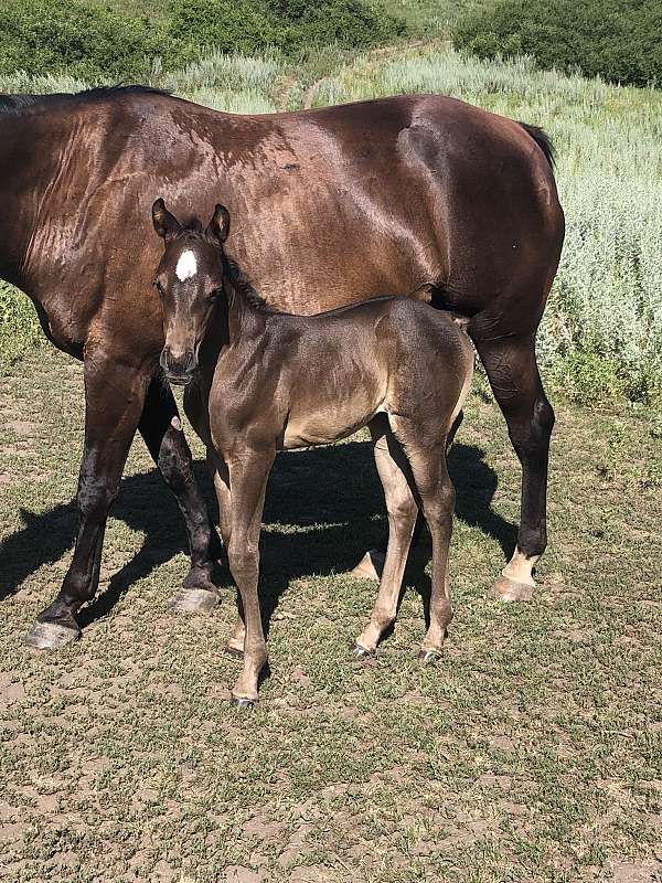 black-star-only-horse