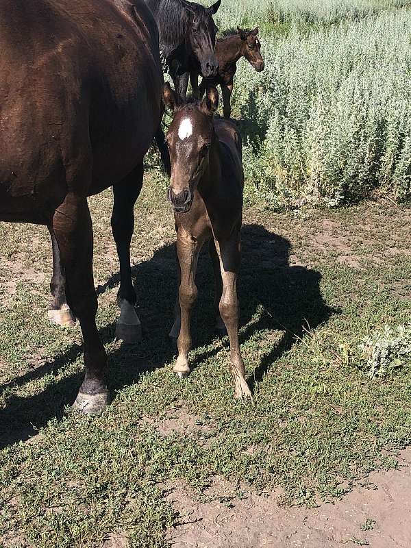 black-overo-apha-filly-stallion