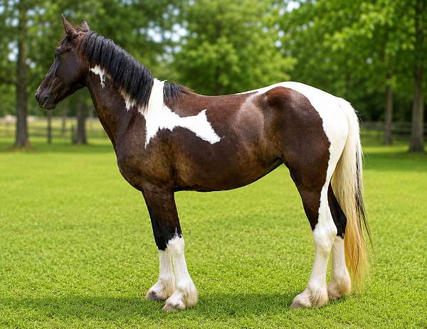 friesian-friesian-crossgypsy-crossdressageprospectkid-horsesjoerd-filly