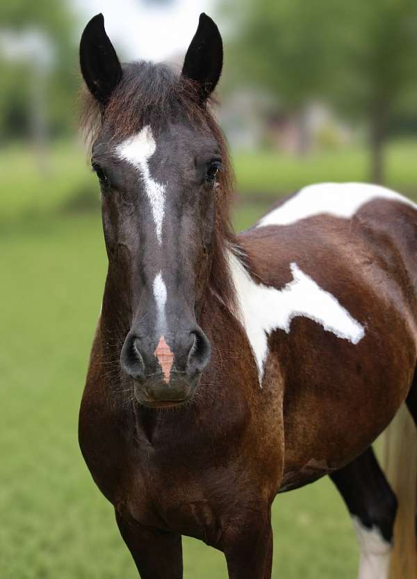 champion-dressage-pinto-horse