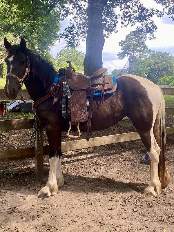 black-andalusian-filly-weanling