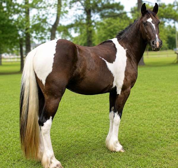 friesian-friesian-crossgypsy-crossdressageprospectkid-horsesjoerd-gypsy-vanner-horse