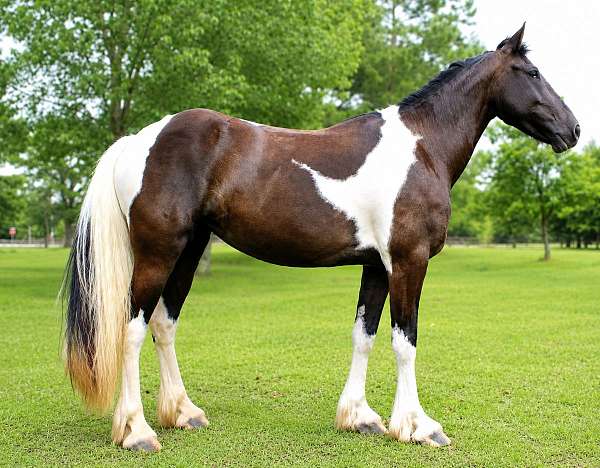 friesian-friesian-crossgypsy-crossdressageprospectkid-horsesjoerd-horse