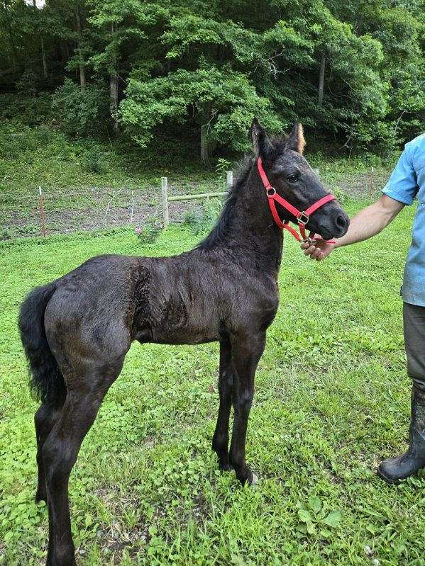 friesian-percheron-filly-stallion