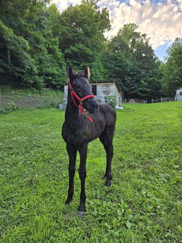 all-around-friesian-horse
