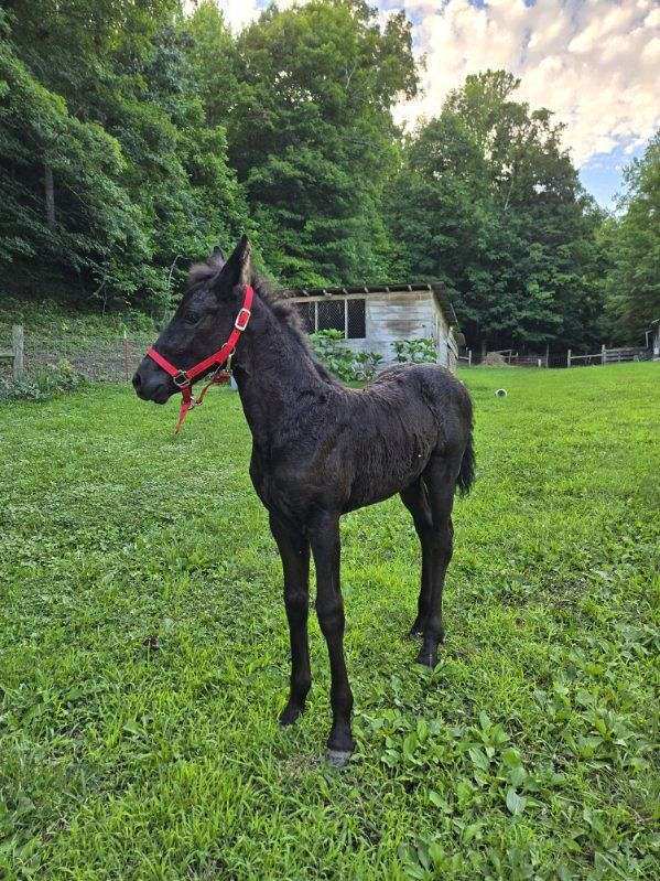 black-friesian-filly