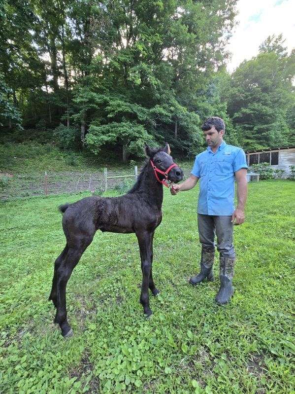 black-all-around-horse