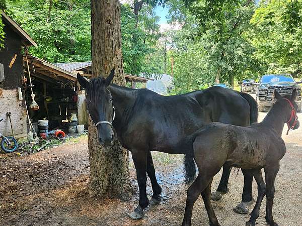 all-around-filly