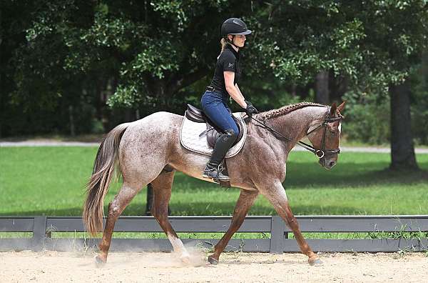 roan-quarter-horse