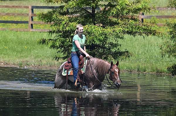 gentle-quarter-horse