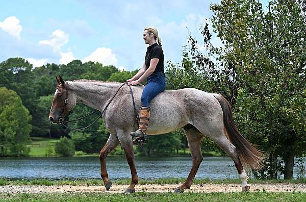 bombproof-quarter-horse