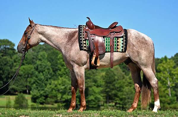athletic-quarter-horse