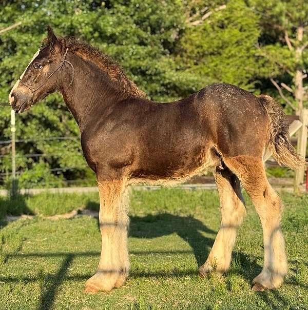 blanket-one-black-leg-3-white-stockings-horse