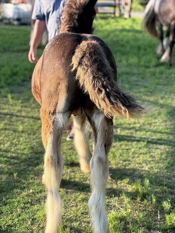 bay-blanket-one-black-leg-3-white-stockings-horse