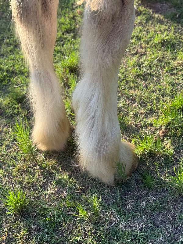 bay-gypsy-vanner-colt