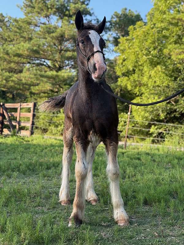bay-colt-for-sale