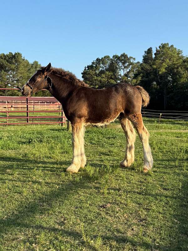 15-hand-gypsy-vanner-colt