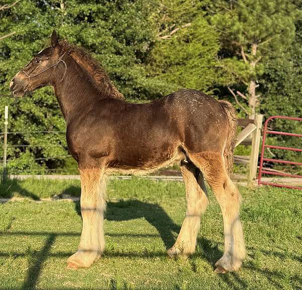 bay-gypsy-vanner-for-sale