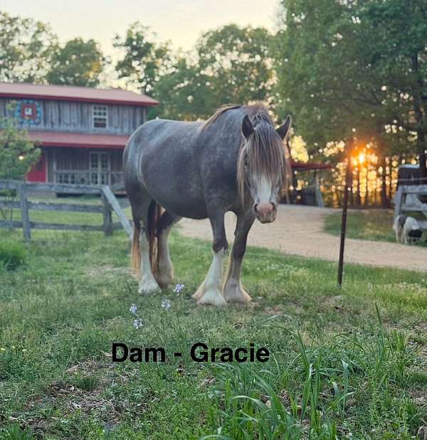 elvis-gypsy-vanner-horse