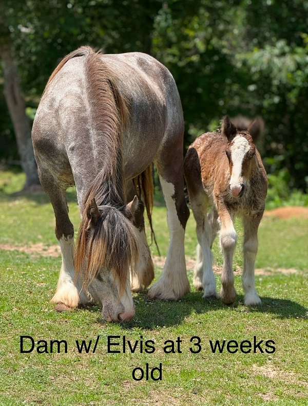 gracie-gypsy-vanner-horse