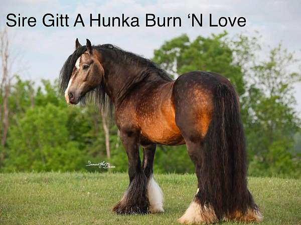 prospects-gypsy-vanner-horse