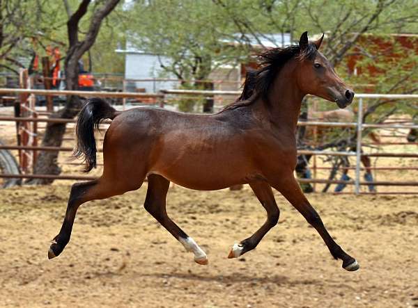 gentle-yearling-arabian-horse