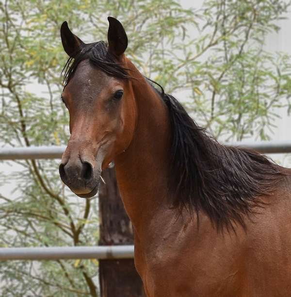 section-arabian-horse