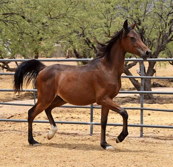gentle-yearling-horse