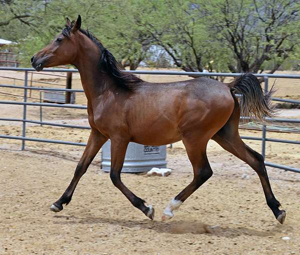 section-horse