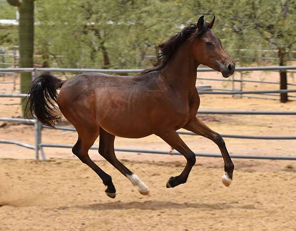 action-colt