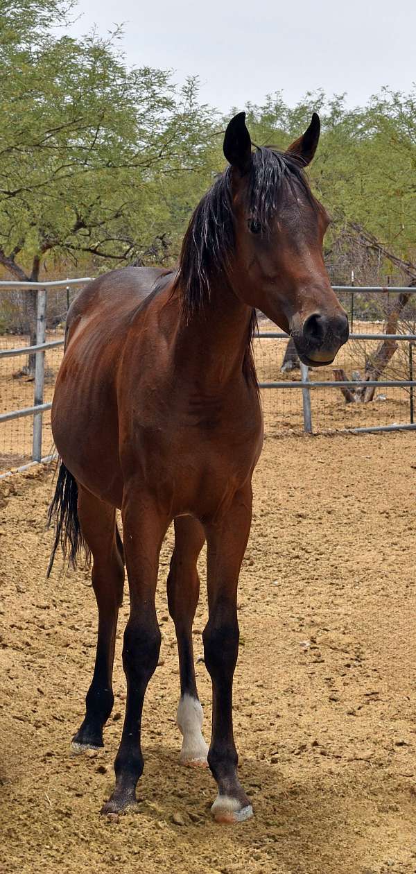 can-go-any-direction-colt