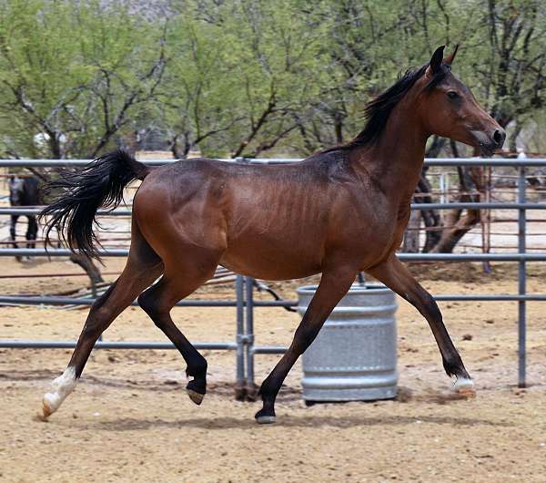 canter-colt