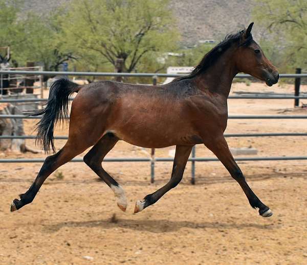 egyptian-colt