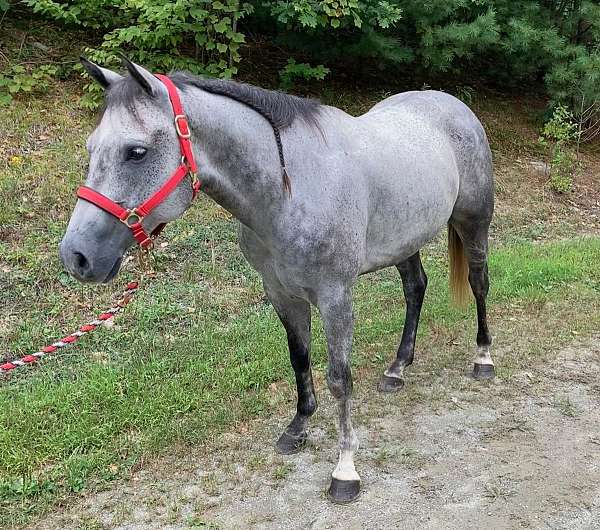 samuel-quarter-horse