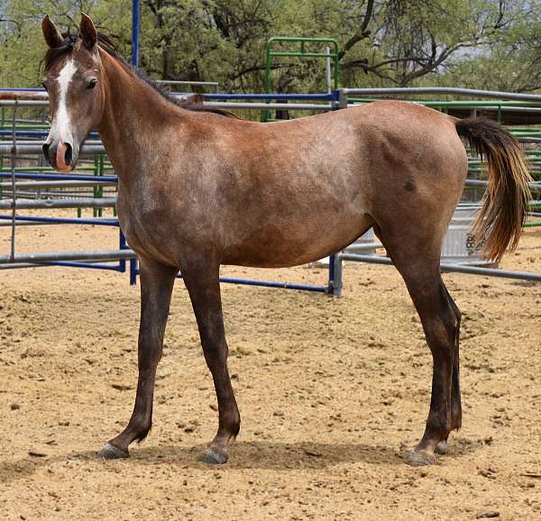 domino-arabian-horse