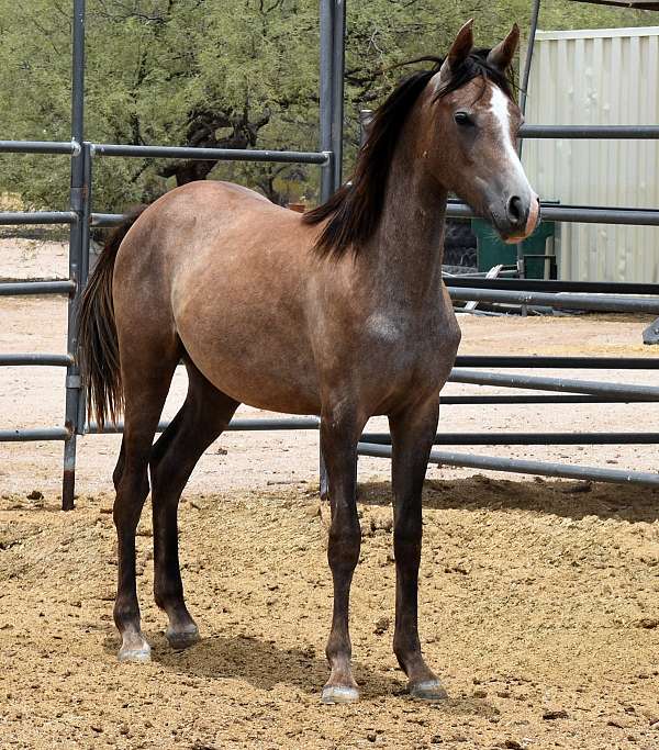 fox-hunter-arabian-horse