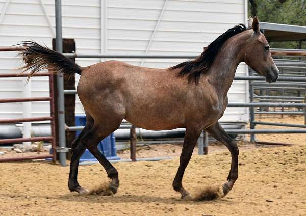 without-sacrificing-arabian-horse