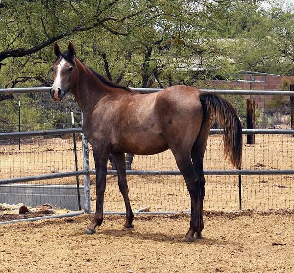 wes-arabian-horse
