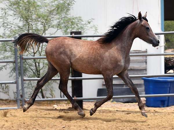 asil-horse