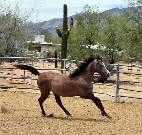 domino-horse