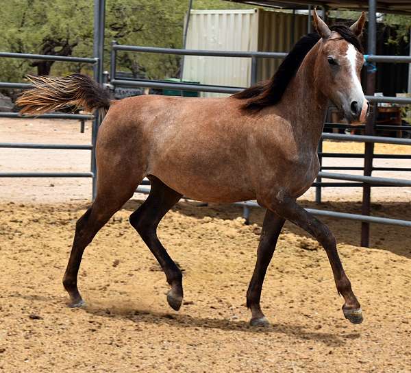 egyptian-sired-horse