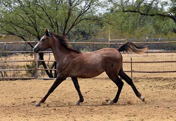 without-sacrificing-horse