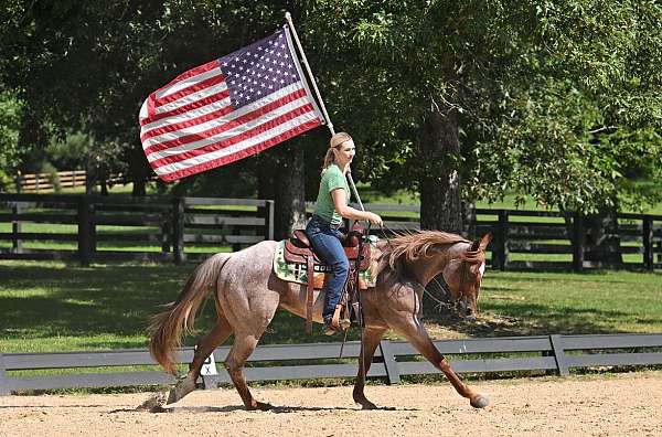 aqha-quarter-horse
