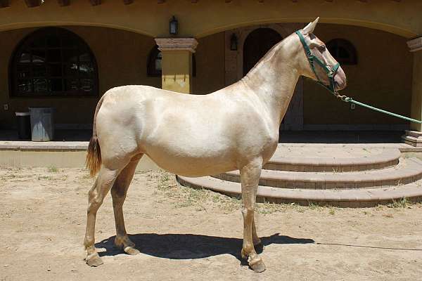 perlino-horse