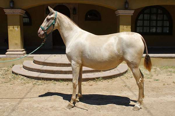 green-eyes-andalusian-horse