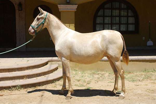 blue-eyes-andalusian-horse