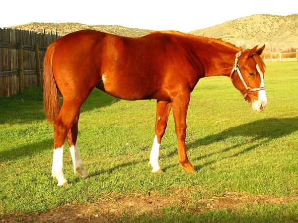 cutting-filly-stallion